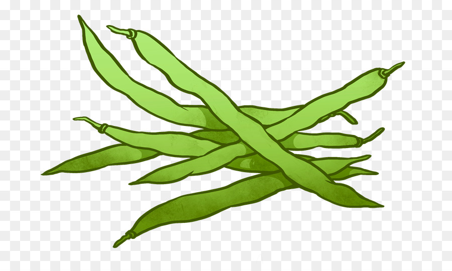 Haricot，Haricots Verts PNG