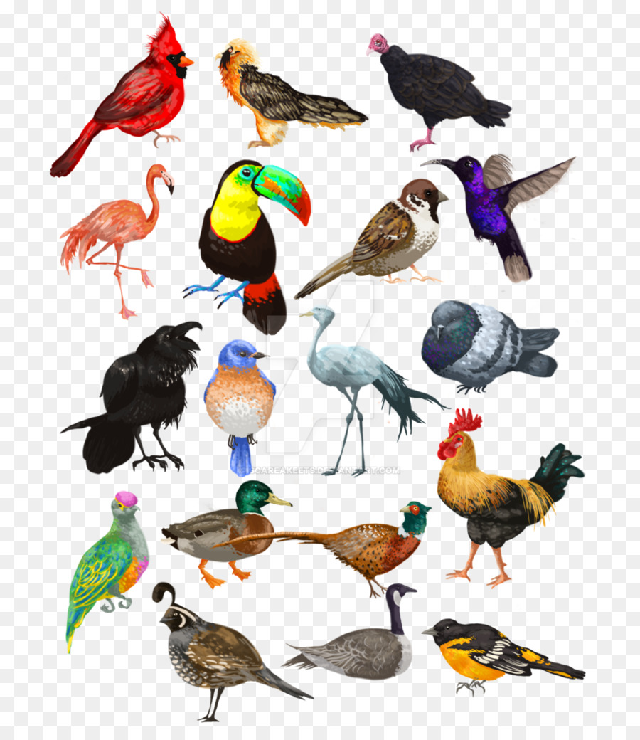 Oiseaux，Perroquet PNG