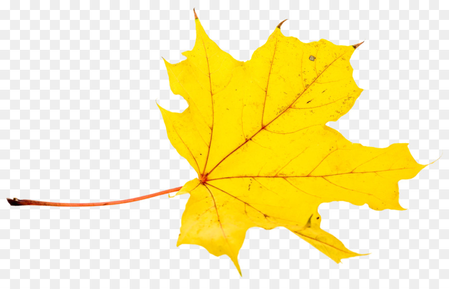 Feuilles D'érable，Automne PNG