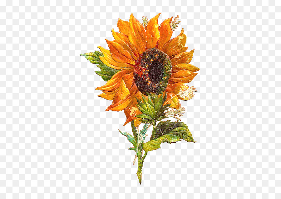 Tournesol，Dessin PNG