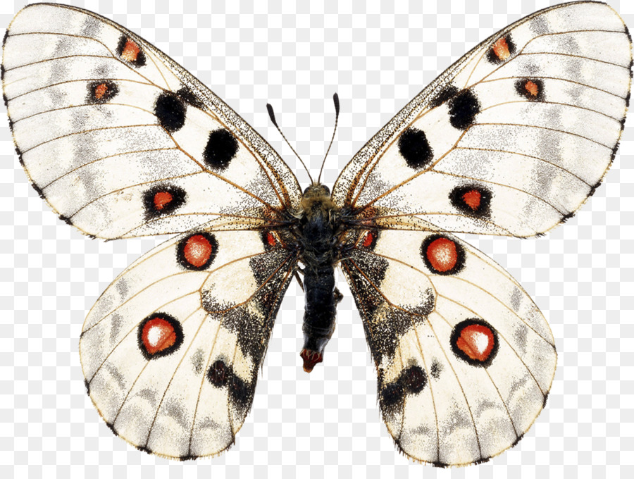 Papillon De Nuit，Papillon PNG