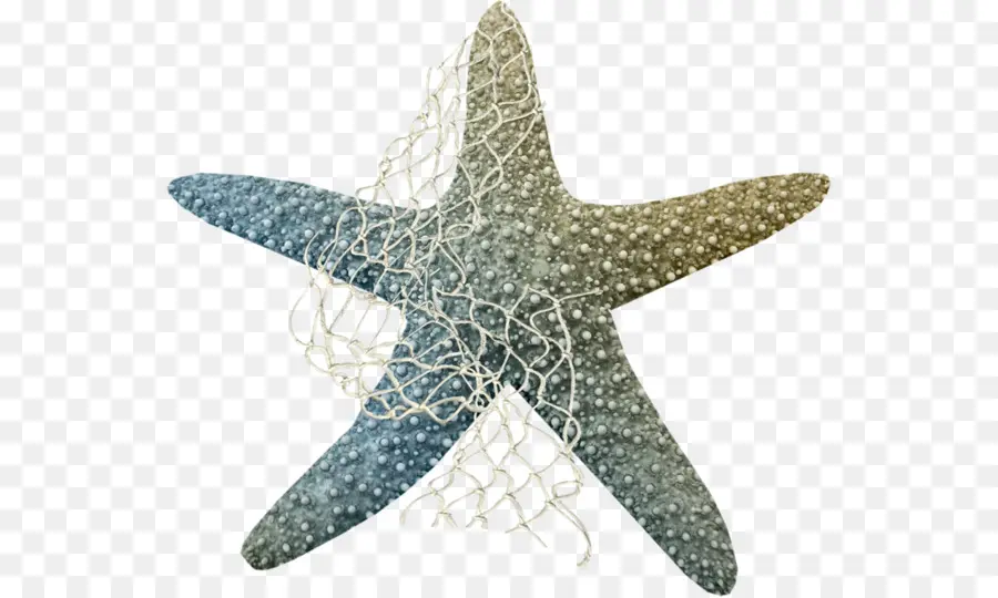 Les étoiles De Mer，La Vie Marine PNG