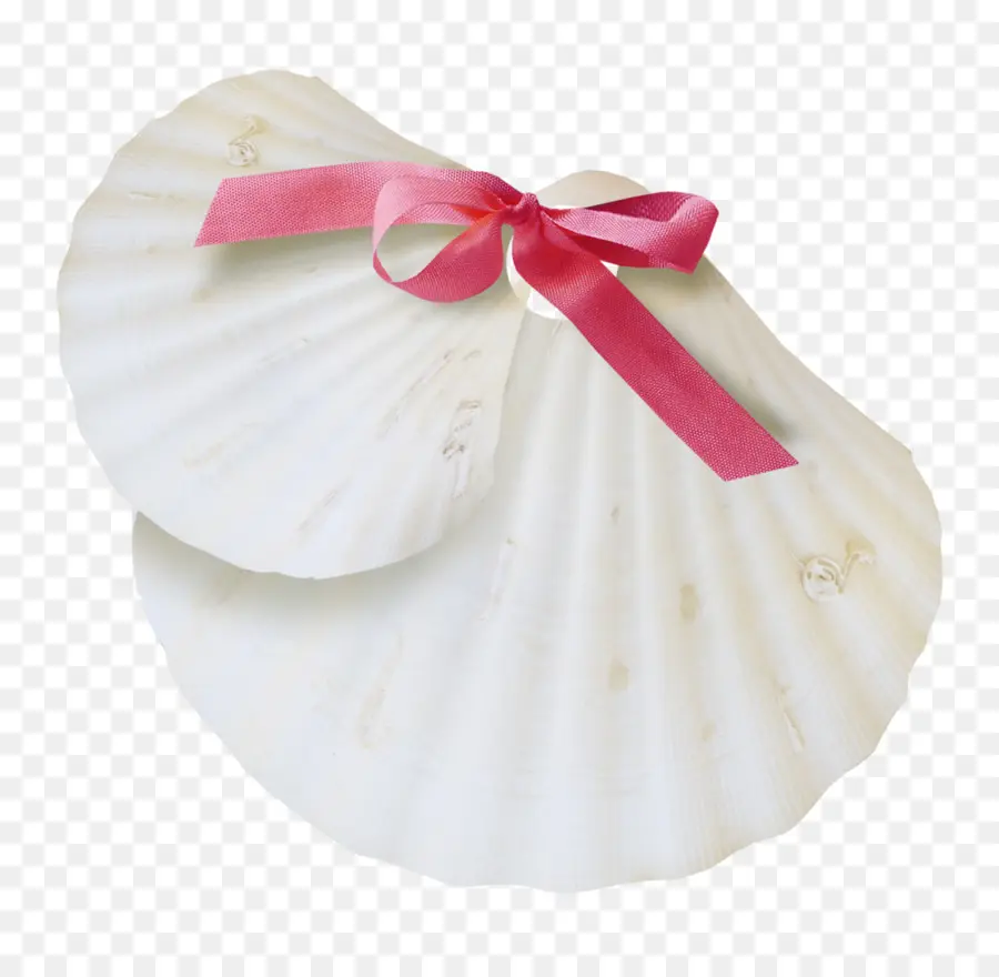 Coquillage，Blanc PNG