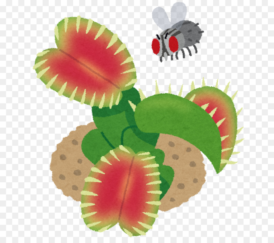 Vénus Flytrap，Plantes PNG