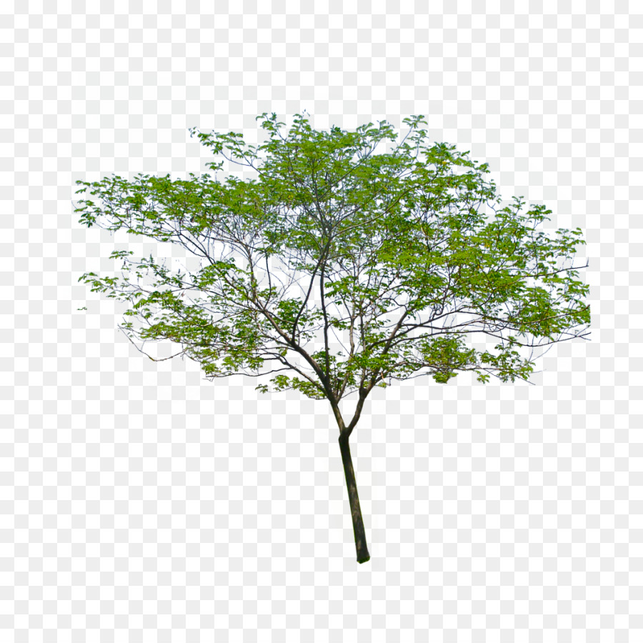 Arbre，Succursales PNG