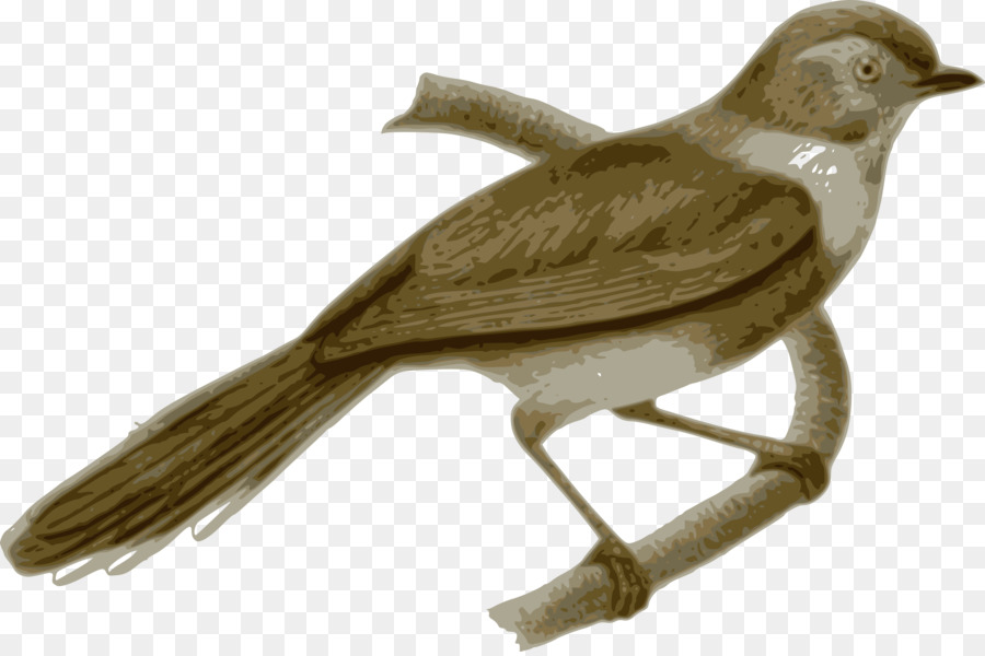 Oiseau，Suie Bushtit PNG