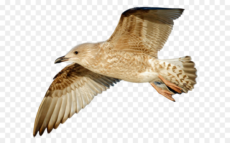 Mouette，Oiseau PNG