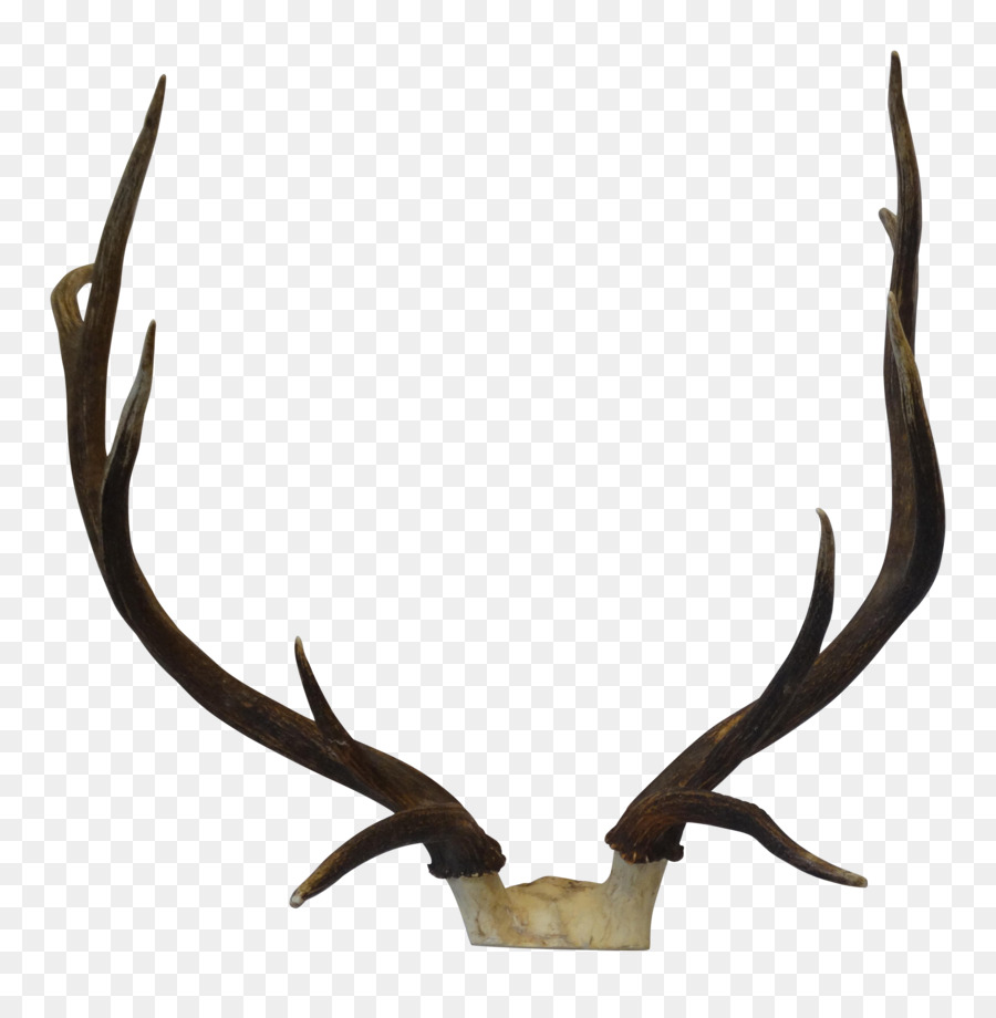 Elk，Trophée De Chasse PNG