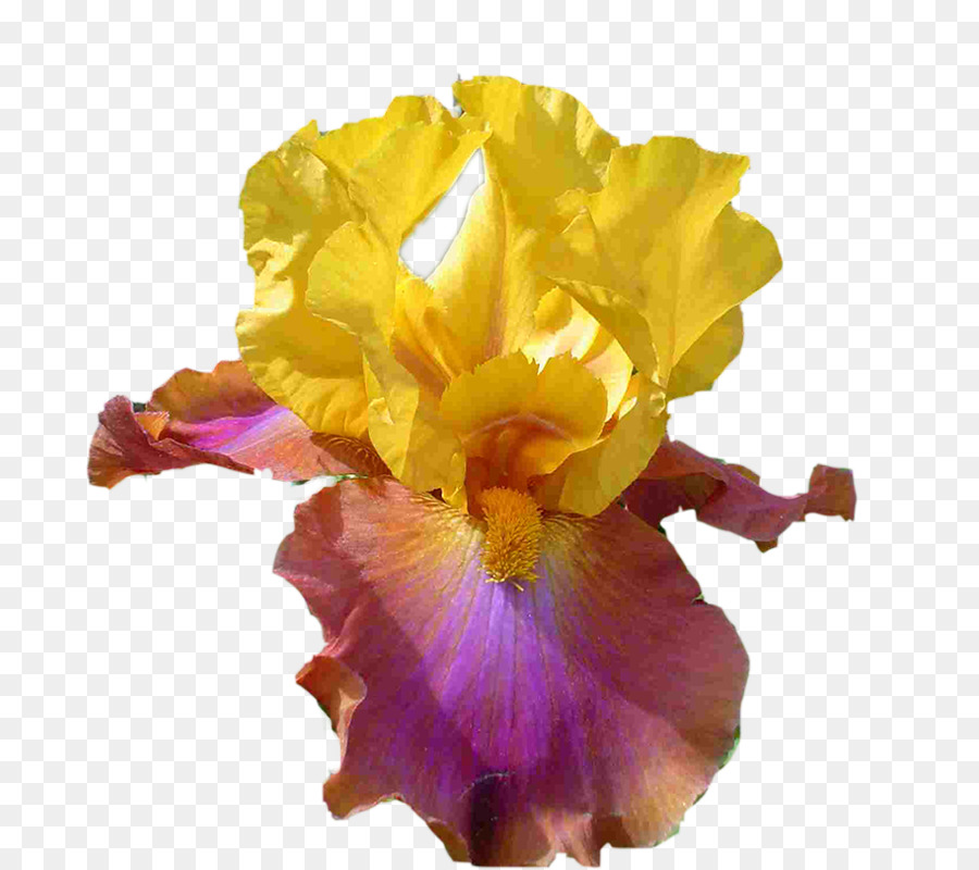 Les Fleurs Coupées，Fleur PNG