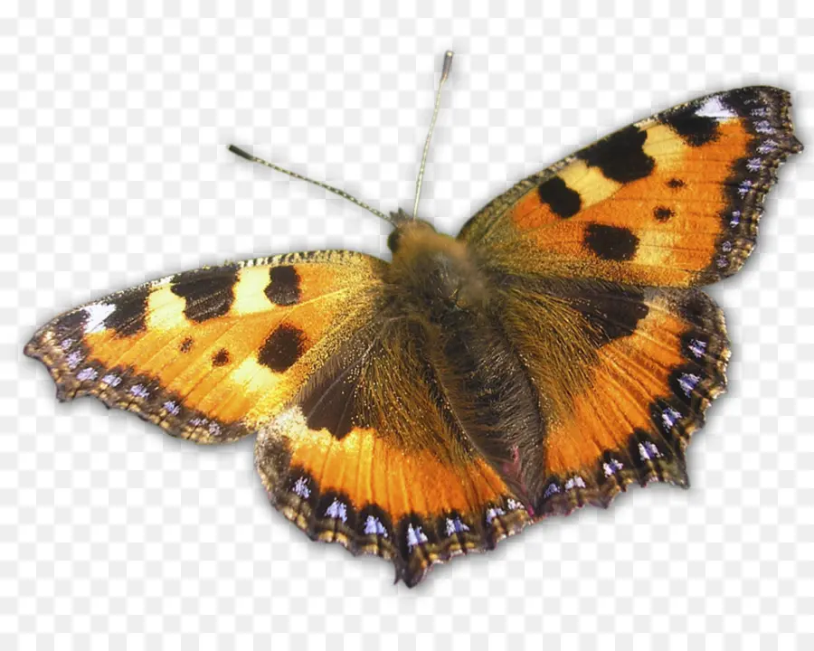 Papillon，Ailes PNG