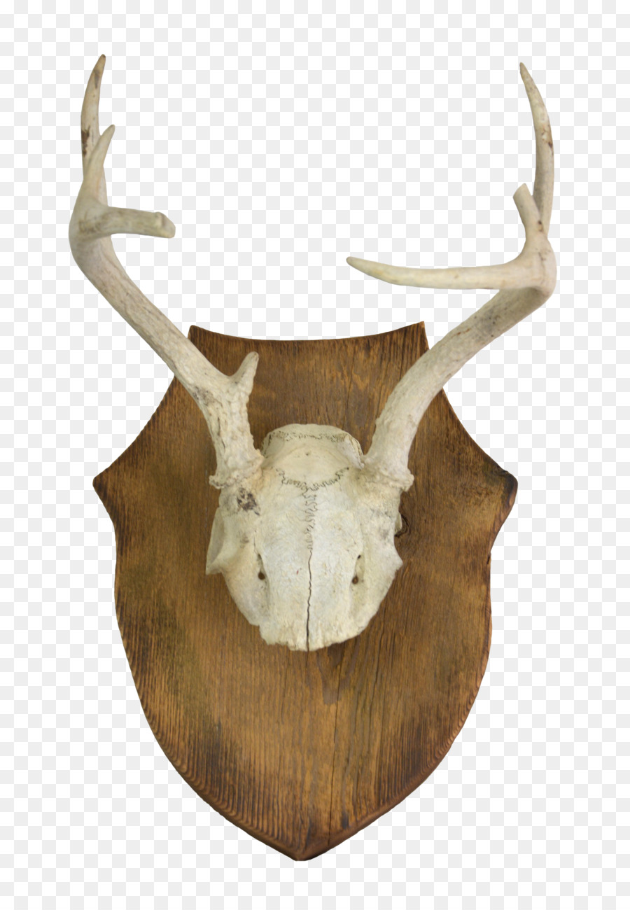 Cerf，L Andouiller PNG