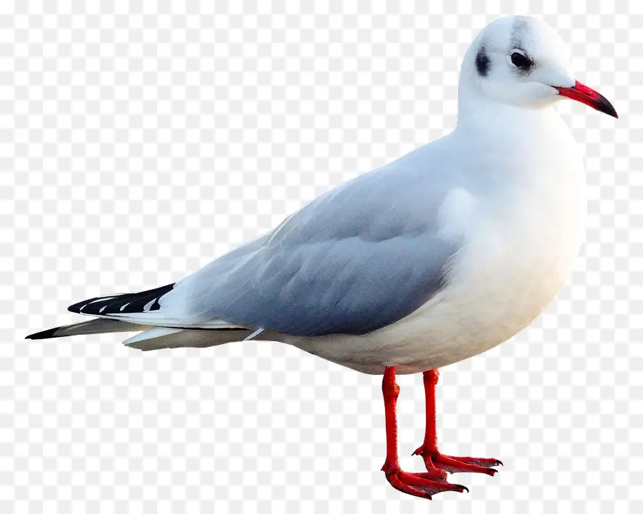 Mouette，Blanc PNG