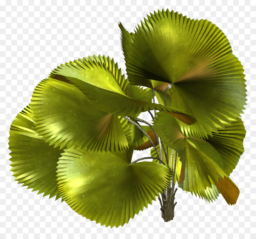 Feuille，Arbre PNG