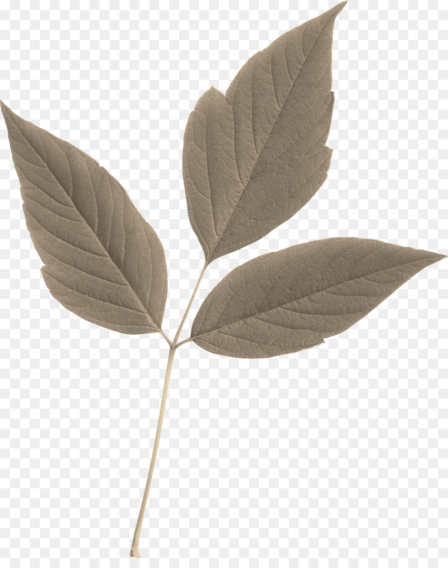 Feuilles D'or，Bifurquer PNG