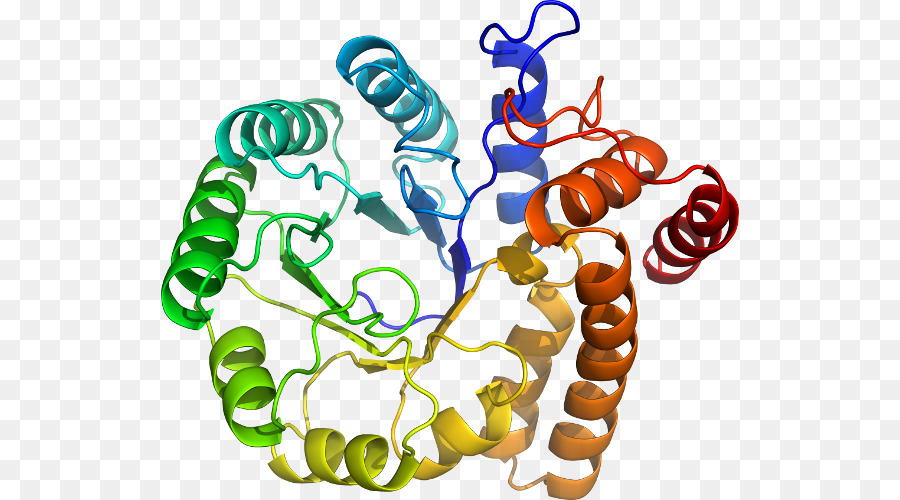 Structure Des Protéines，Biologie PNG