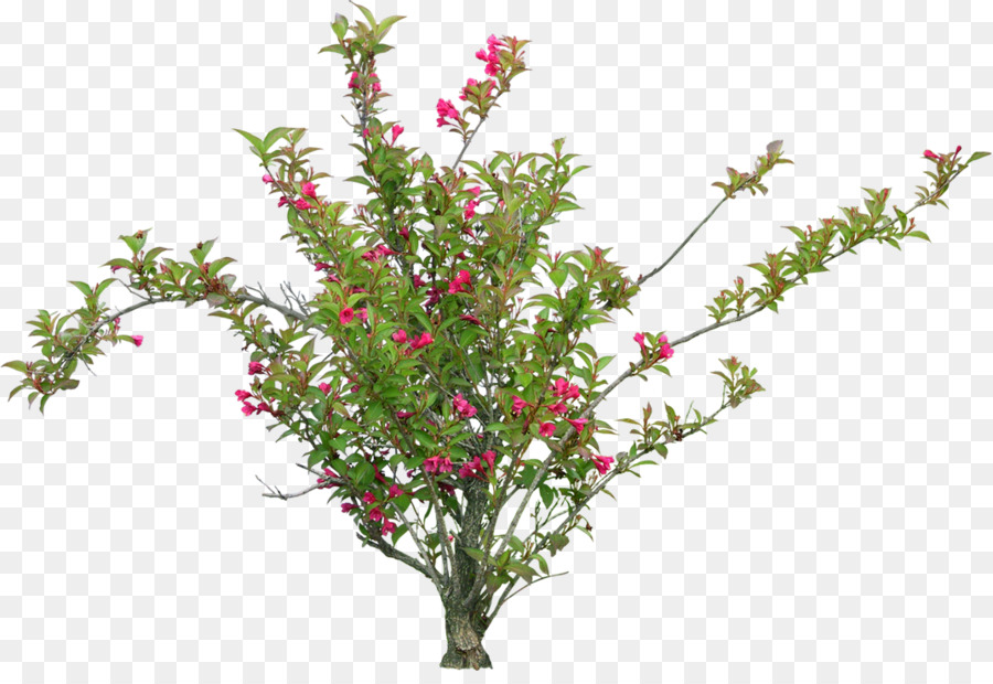 Plante à Fleurs，Fleurs PNG