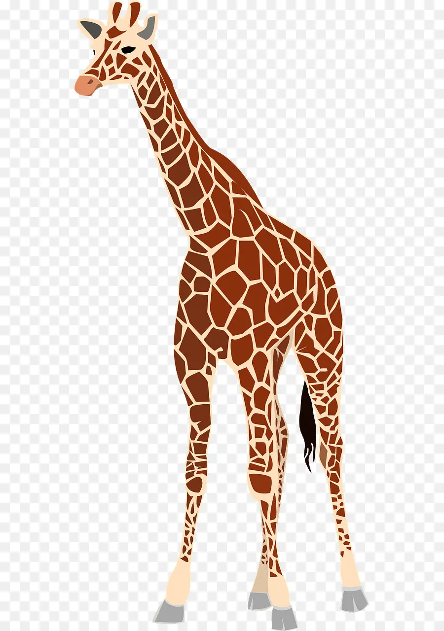 Girafe，Faune PNG