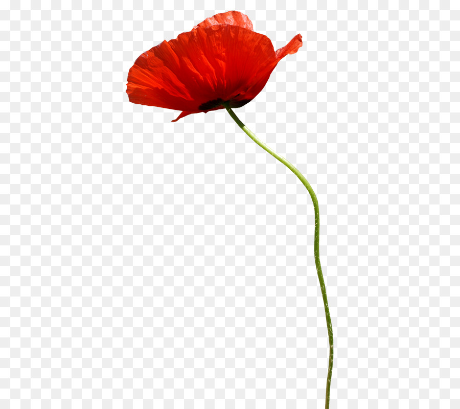 pavot fleur petale png pavot fleur petale transparentes png gratuit pavot fleur petale png pavot fleur