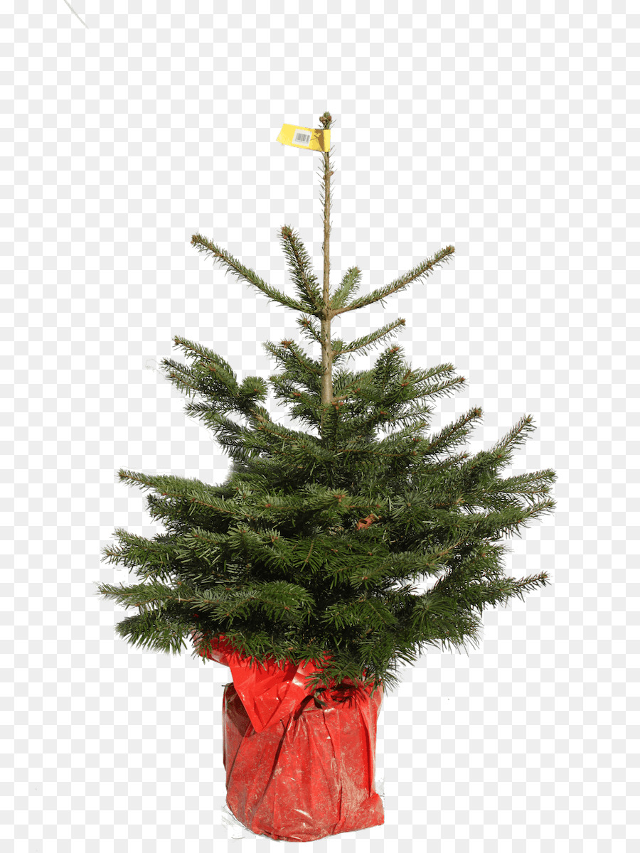 Arbre De Noël，Le Jour De Noël PNG