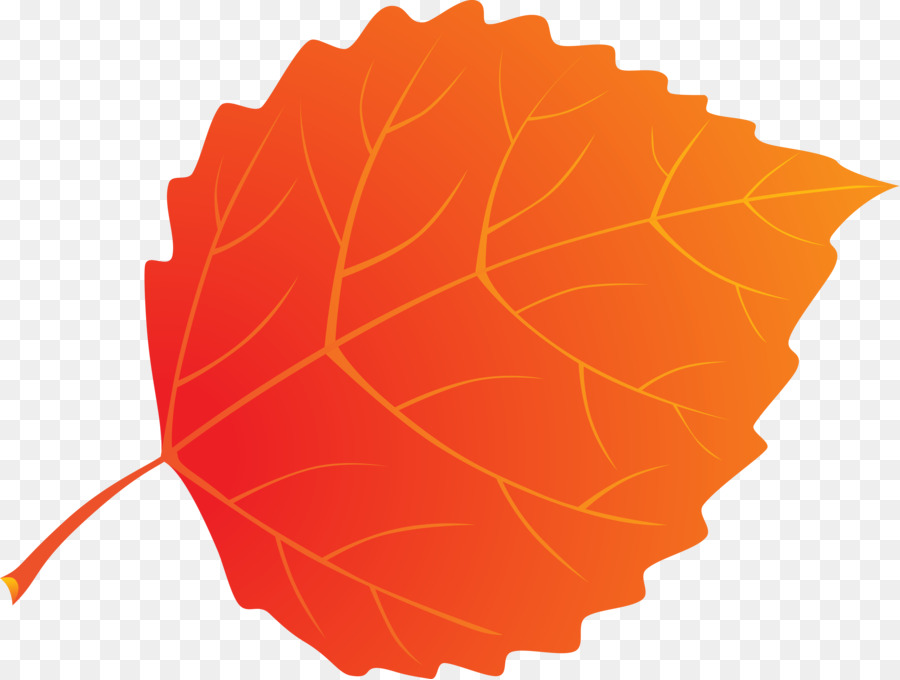 Feuille D'oranger，Automne PNG