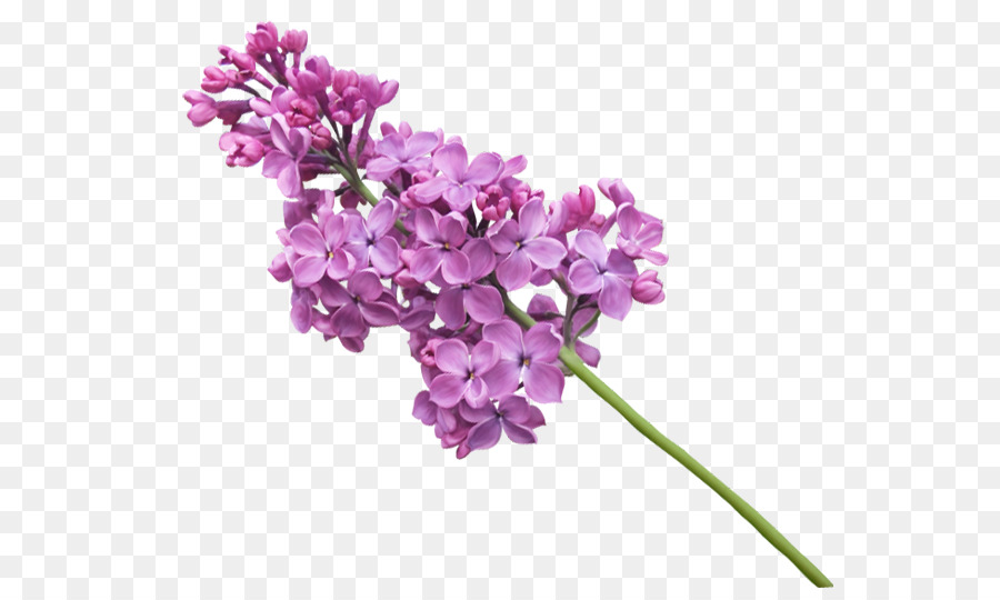 Fleurs Violettes，Lilas PNG