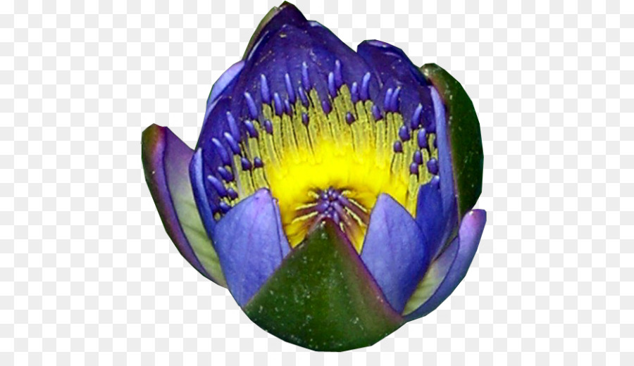 Nymphaea Lotus，O Lumières PNG