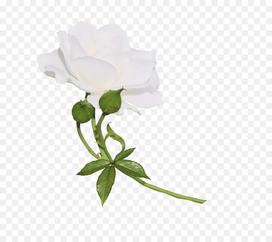 Rose Blanche，Floraison PNG