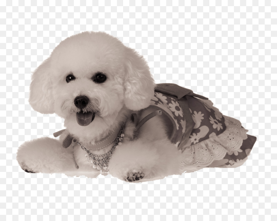 Caniche，Chiot PNG