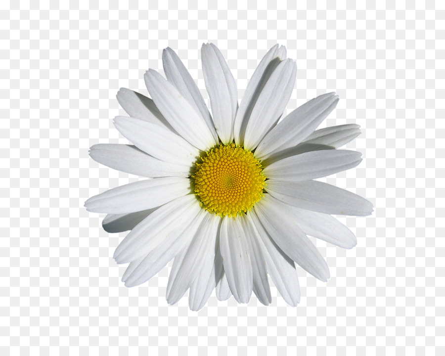 Fleur Blanche，Marguerite PNG