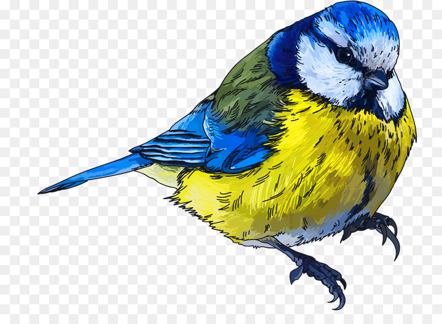 Oiseau Bleu，Plumes PNG