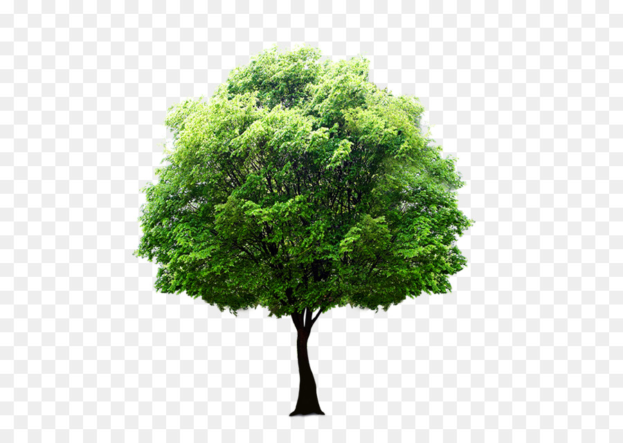 Arbre Vert，Usine PNG