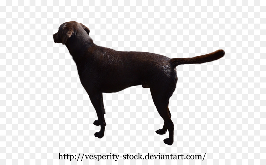 Le Labrador Retriever，Race De Chien PNG