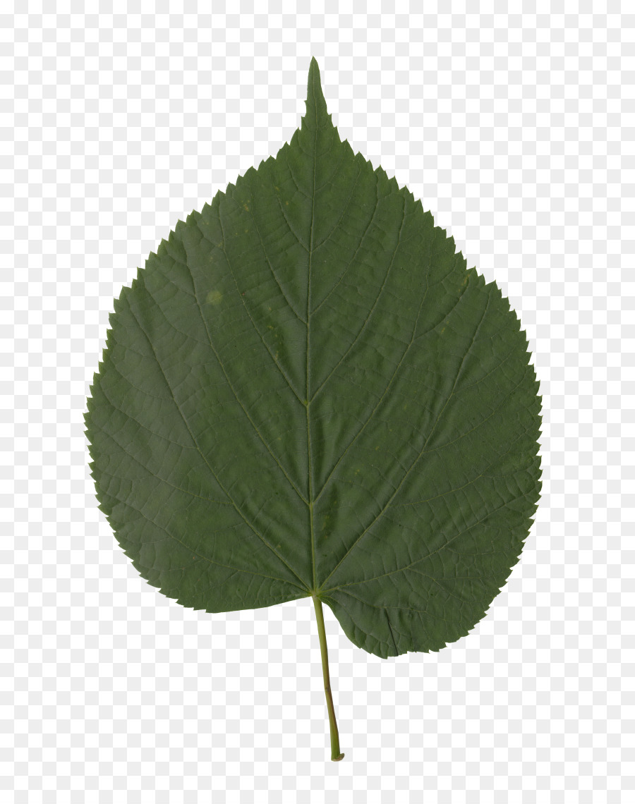 Feuille，Vert PNG