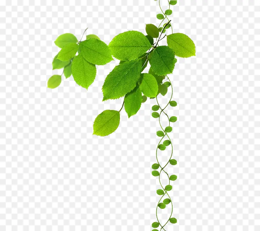 Branche，Feuille PNG