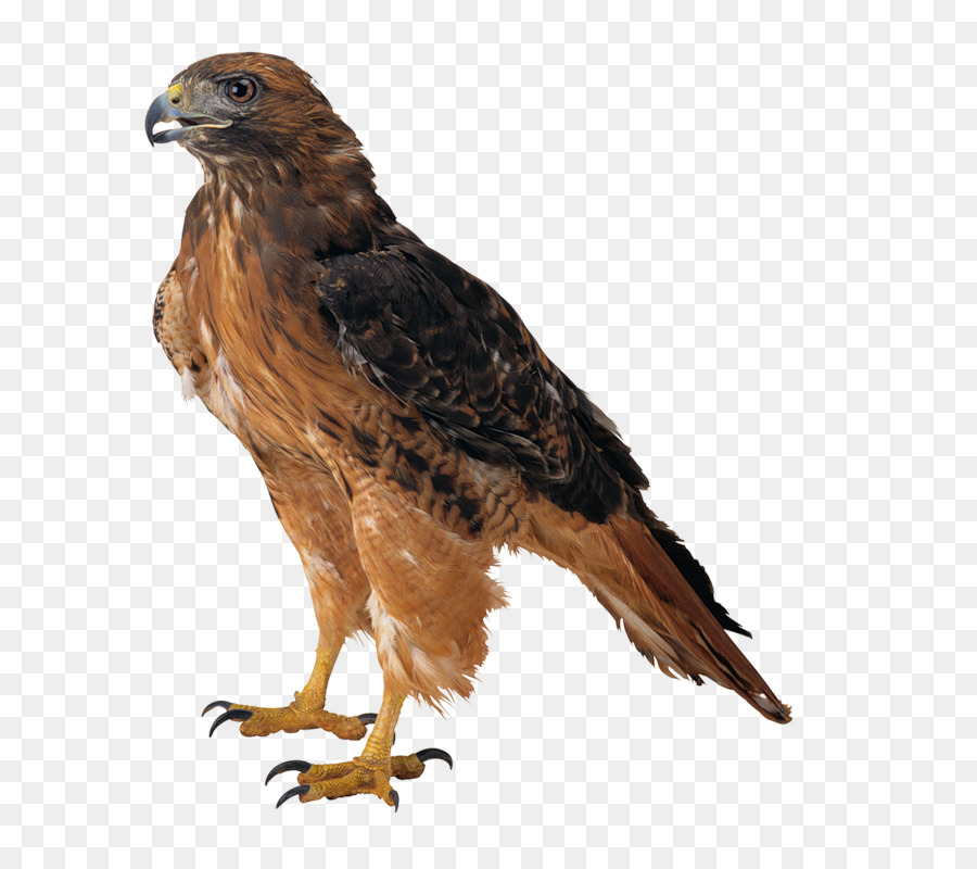 Aigle，Oiseau PNG