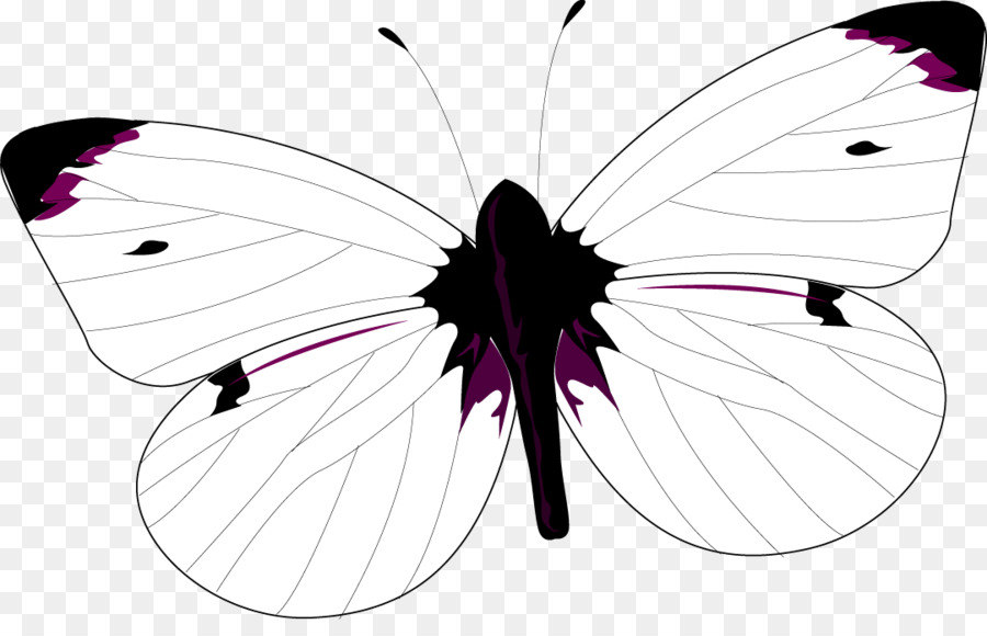 Papillon Violet，Insecte PNG