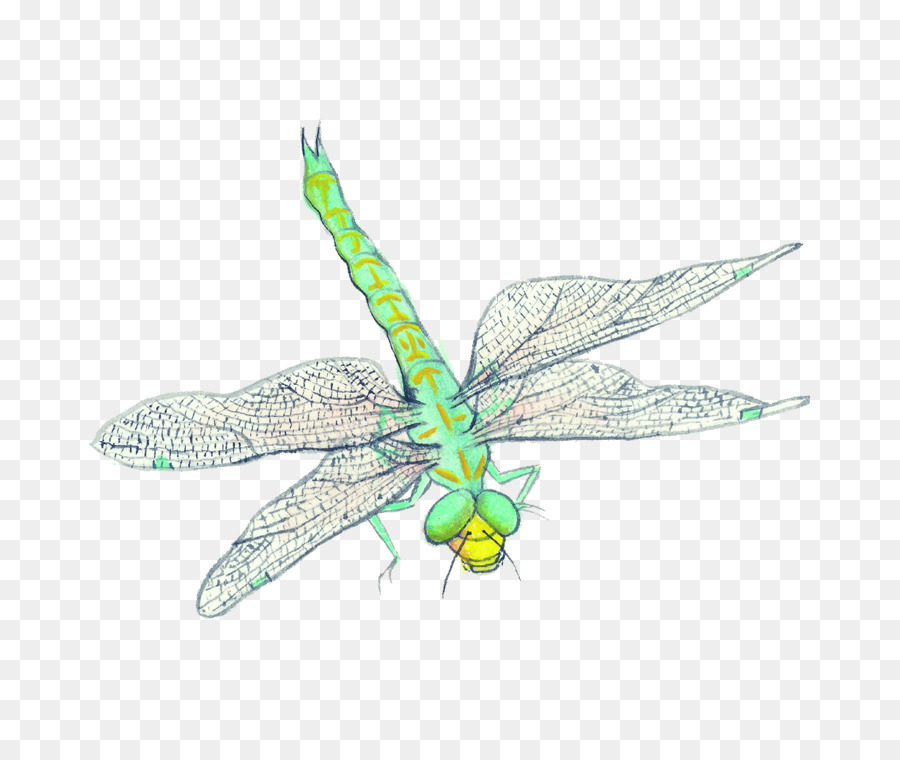 Les Insectes，L Art PNG