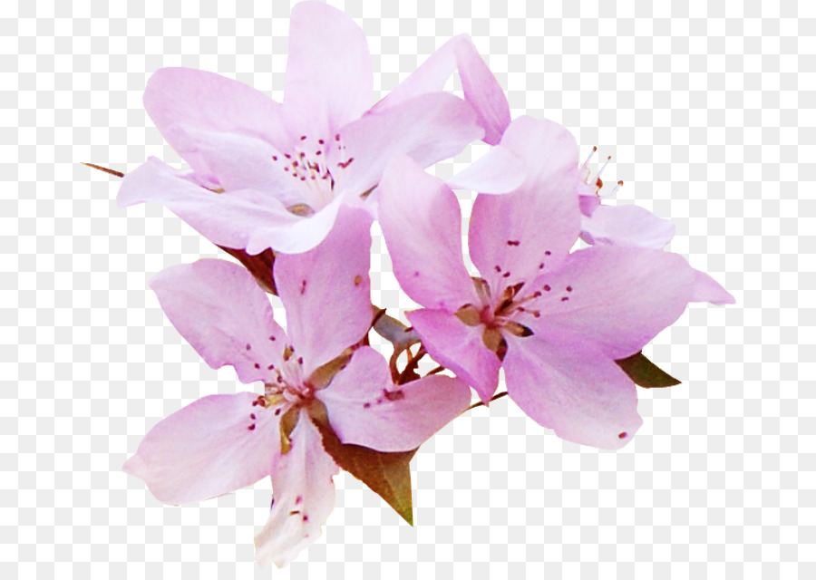 Fleur Rose，Floraison PNG