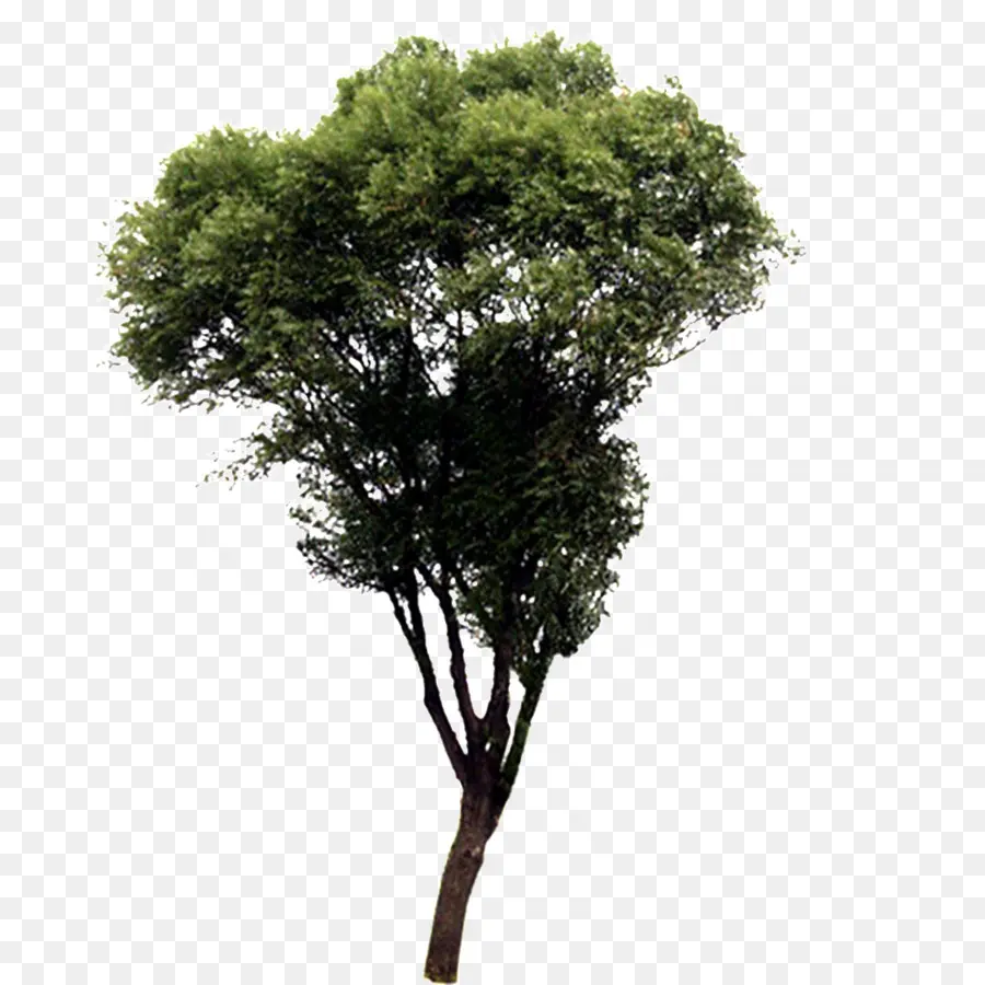 Arbre，Usine PNG