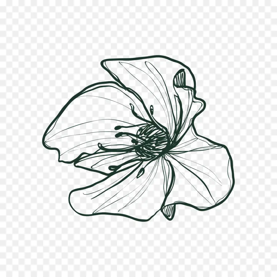 Fleur，Noir Et Blanc PNG