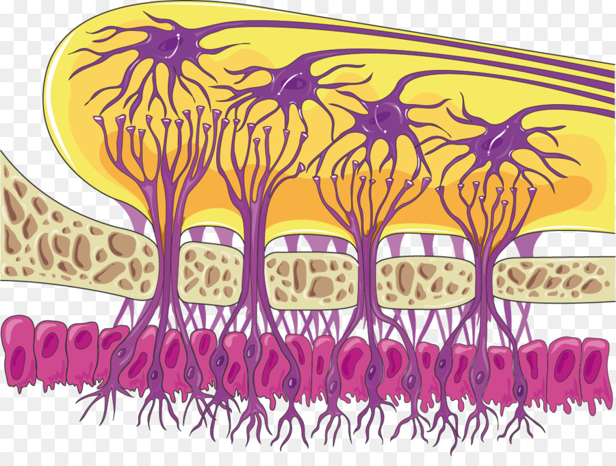 Neurones，Cerveau PNG