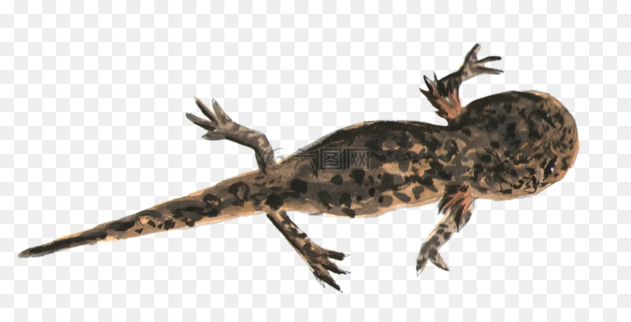 Salamandre，Amphibie PNG