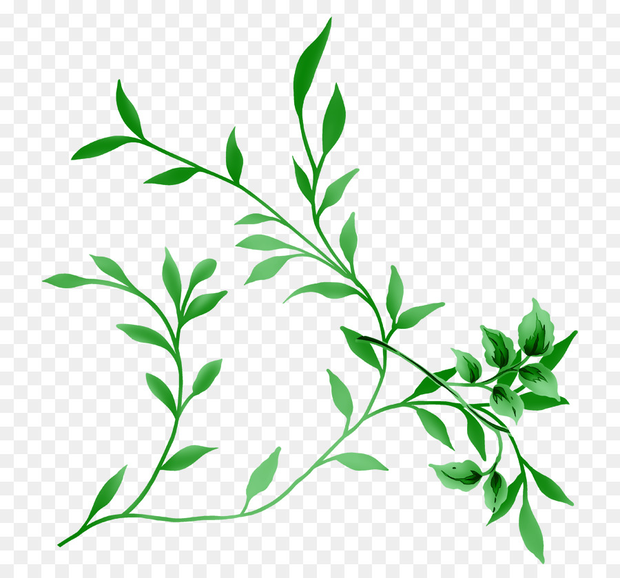 Plante Abstraite，Feuilles PNG