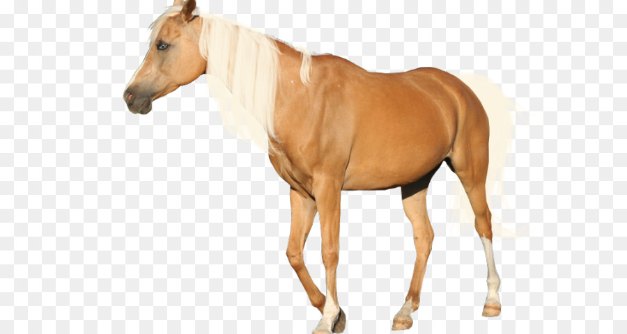 Cheval，Brun PNG