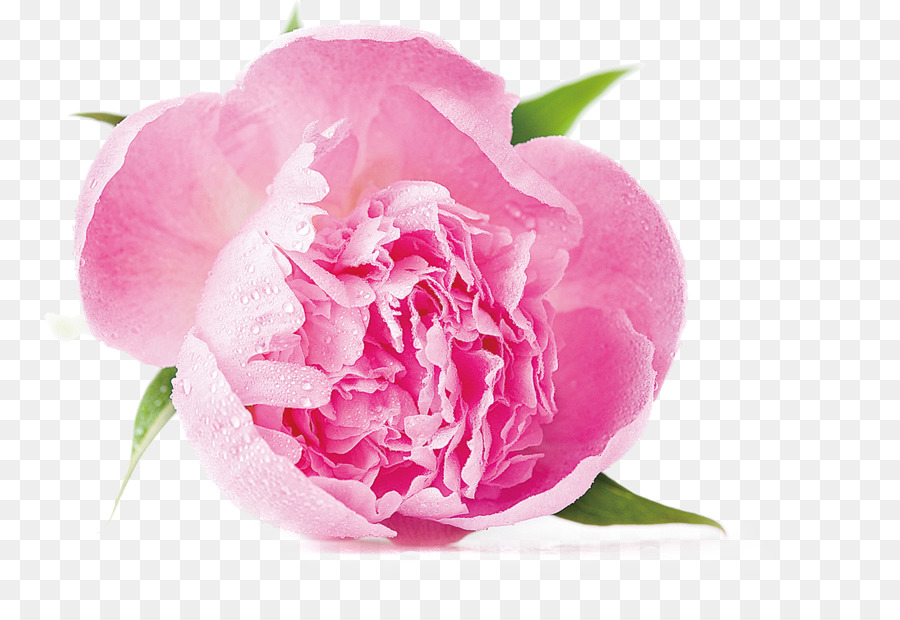 Fleur Rose，Floraison PNG