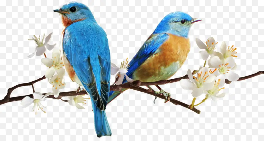 Oiseaux Bleus，Bifurquer PNG