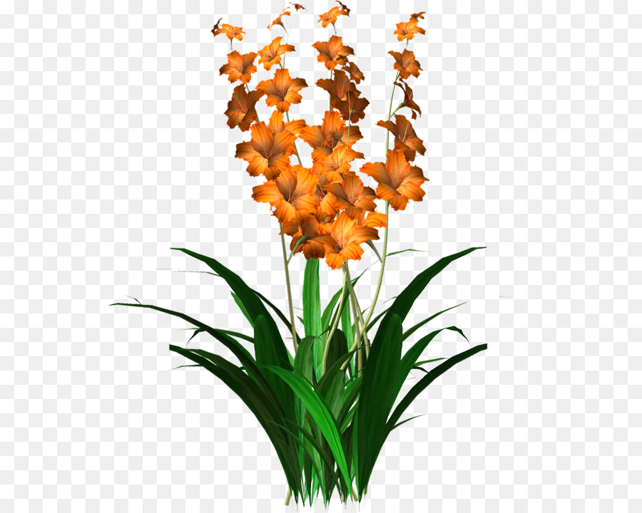 Orchidée Rouge，Usine PNG