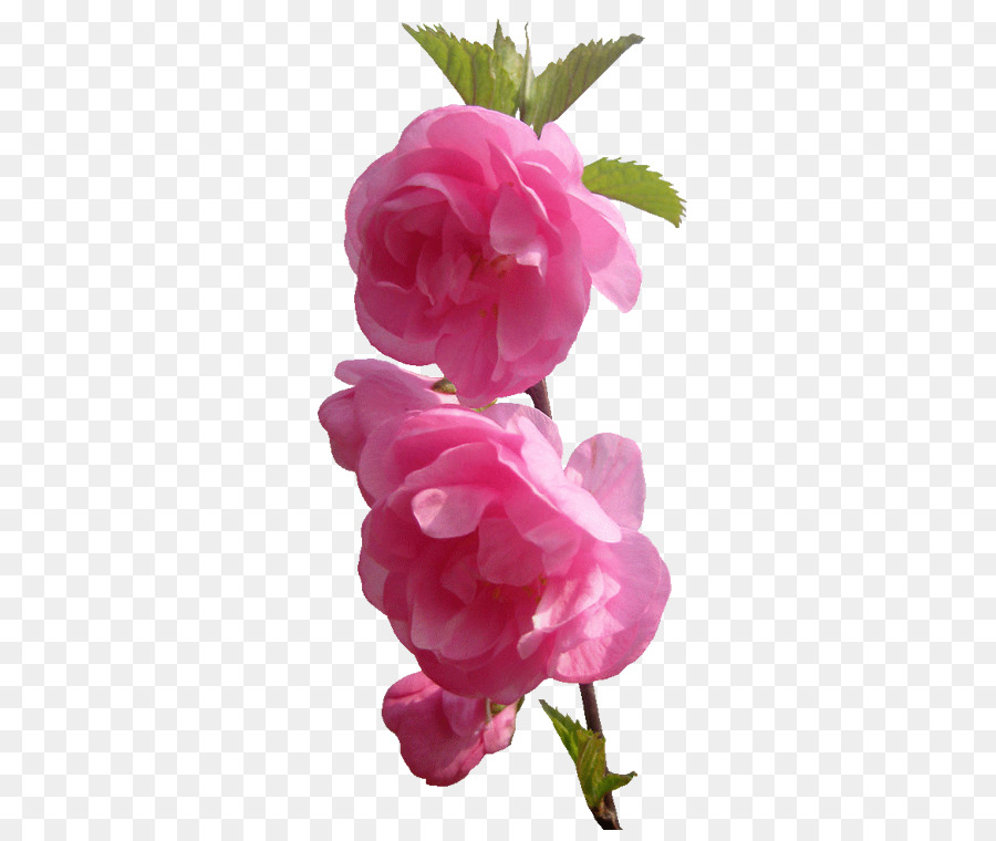 Fleur Rose，Fleur PNG