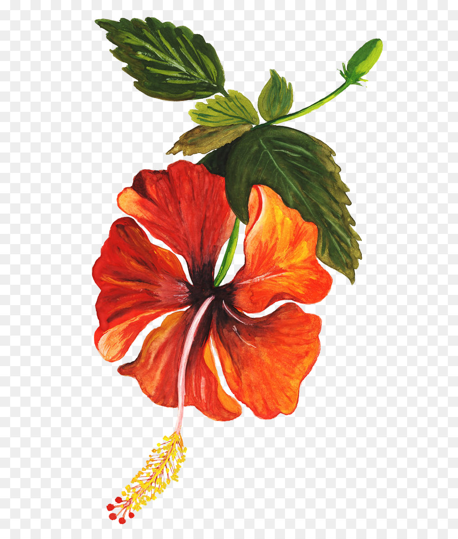 Shoeblackplant，Fleur De Dessins PNG