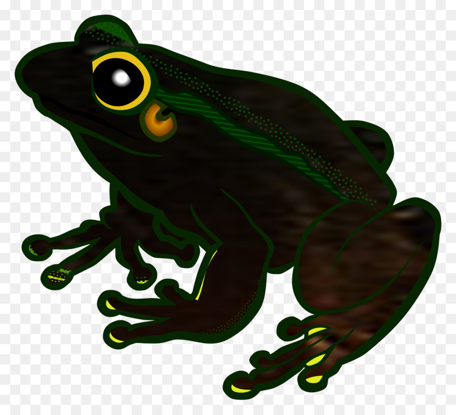 Grenouille Verte，Grenouille PNG